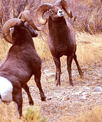 Rams Head Butting