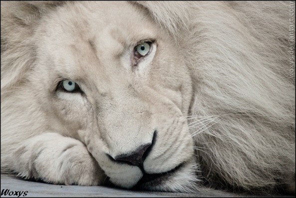 White-Lion