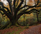 Ancient moss-covered tree beside a winding path through an autumn forest